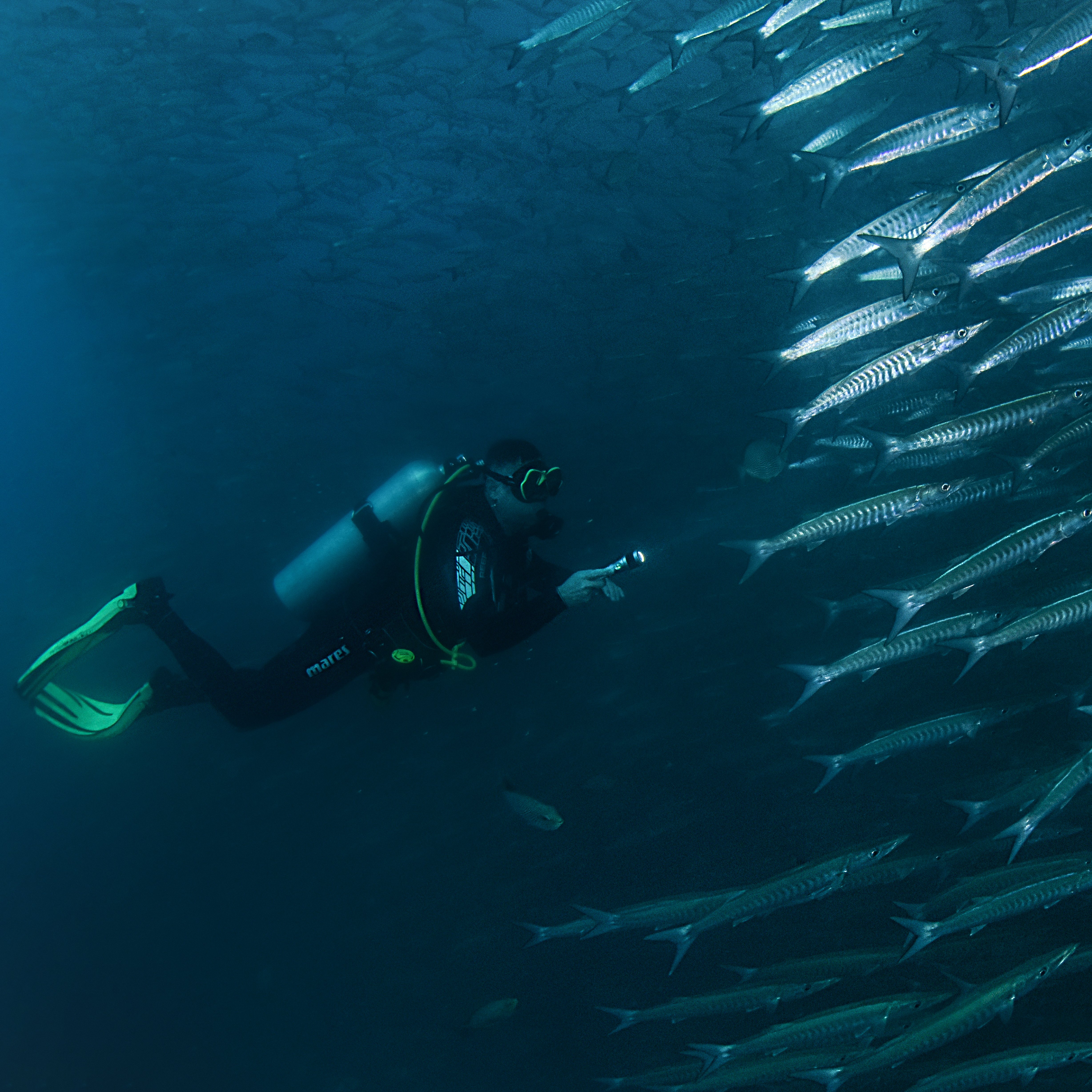 Koh Tao Divers Divers searching marine life
