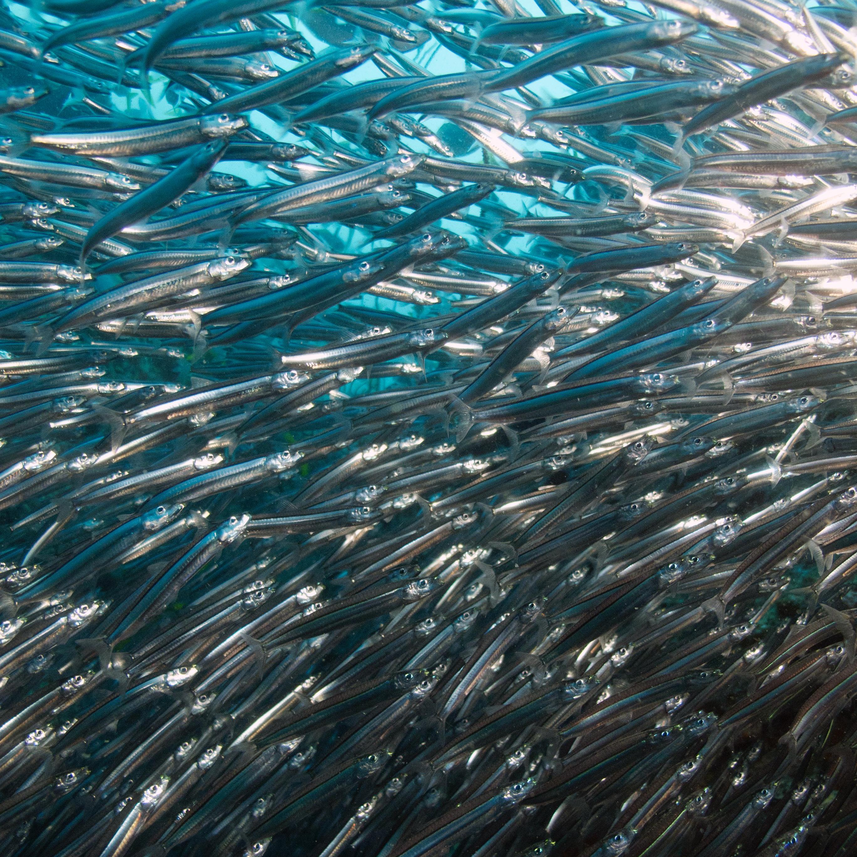 Koh Tao Divers dive with schools of fish