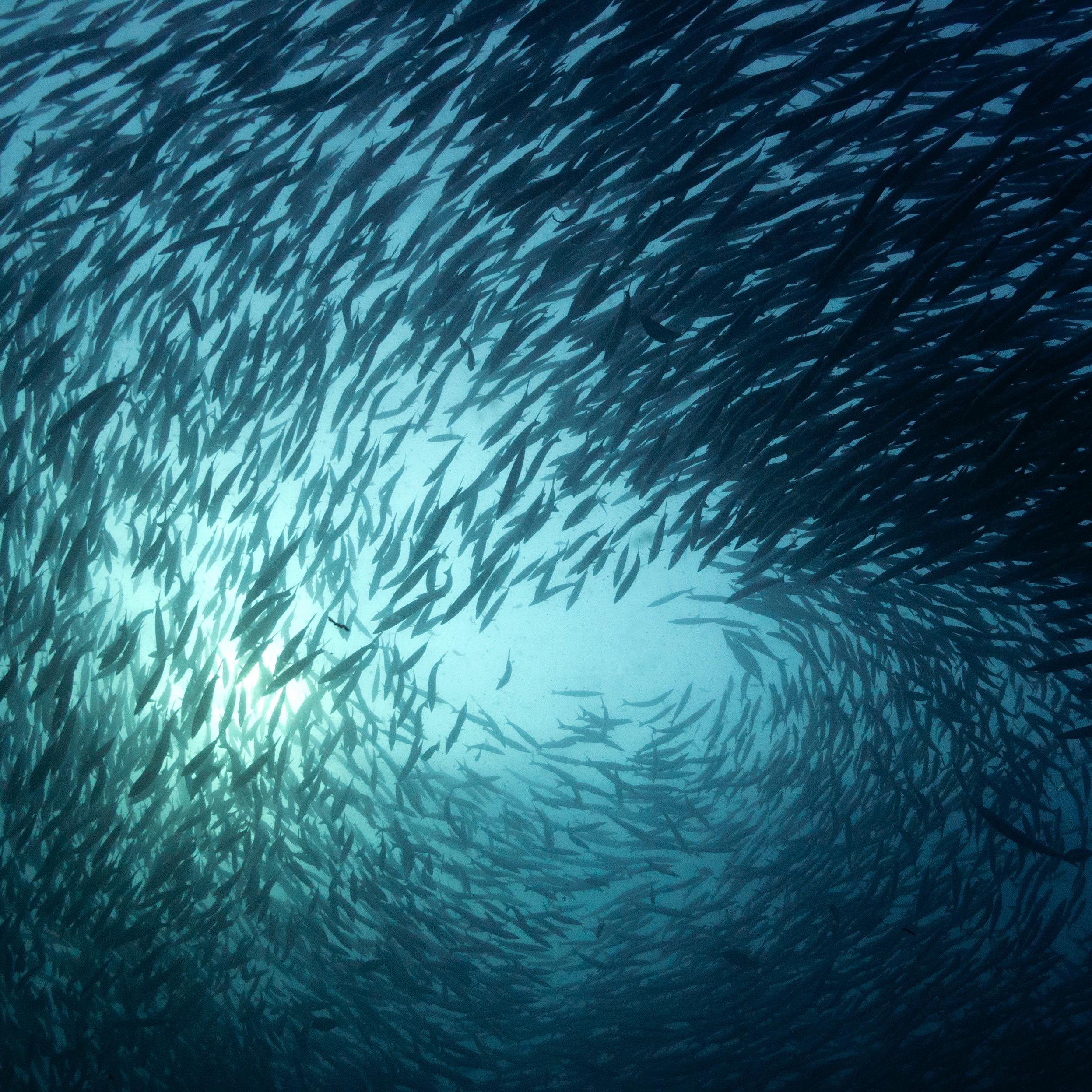 Koh Tao Divers School of fish in chumpon pinnacle