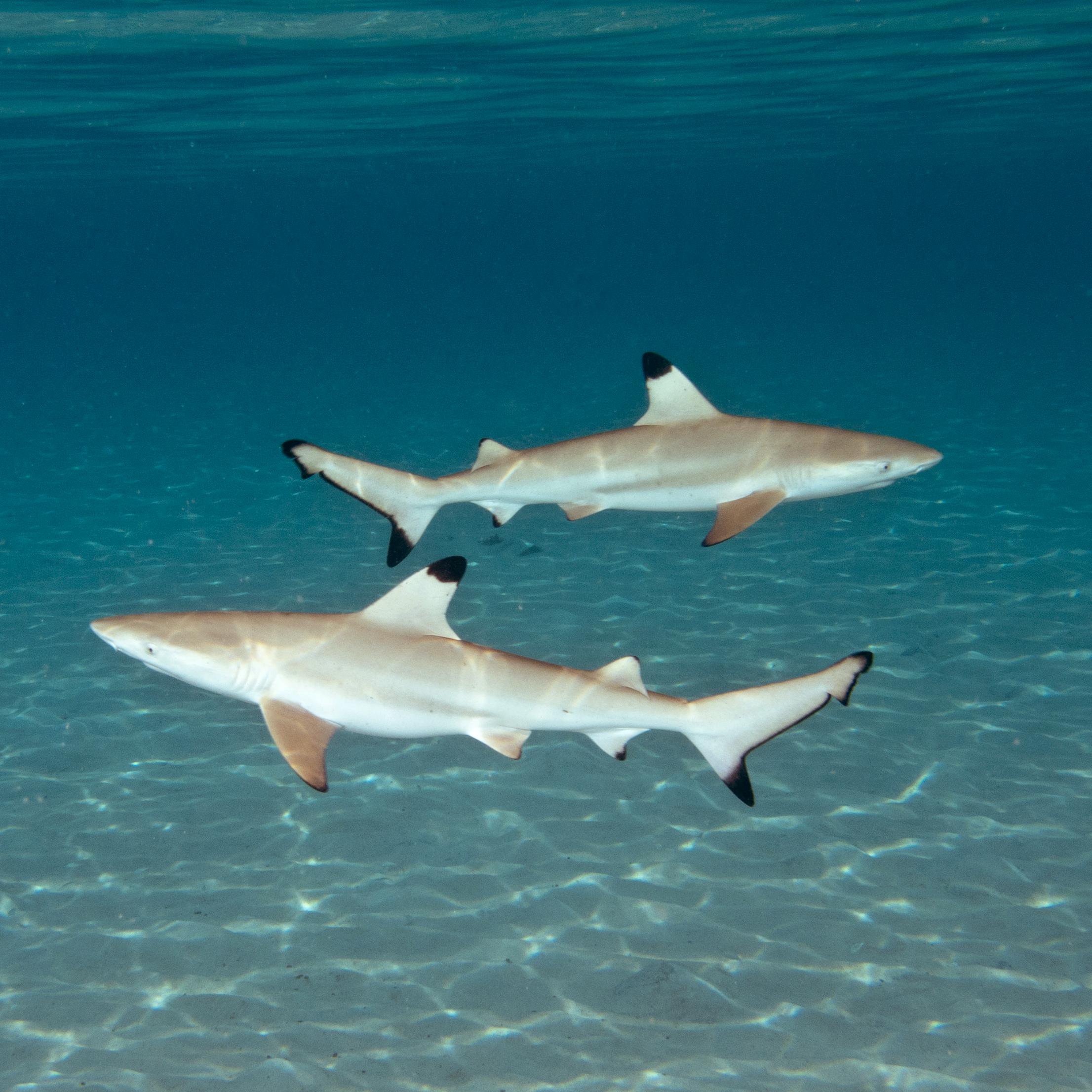 Koh Tao Divers sharks in the sea