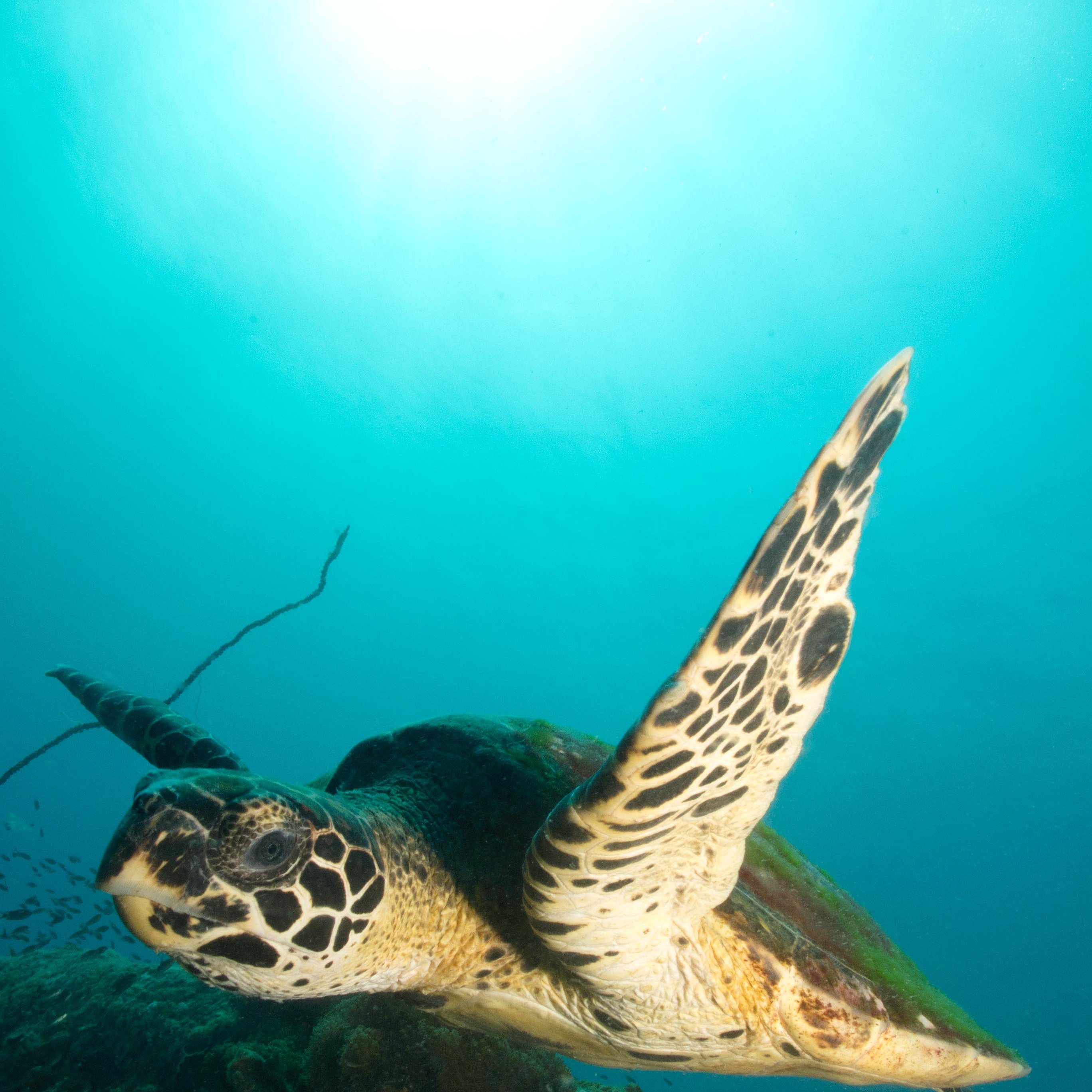 Koh Tao Divers big turtle swimming in koh tao