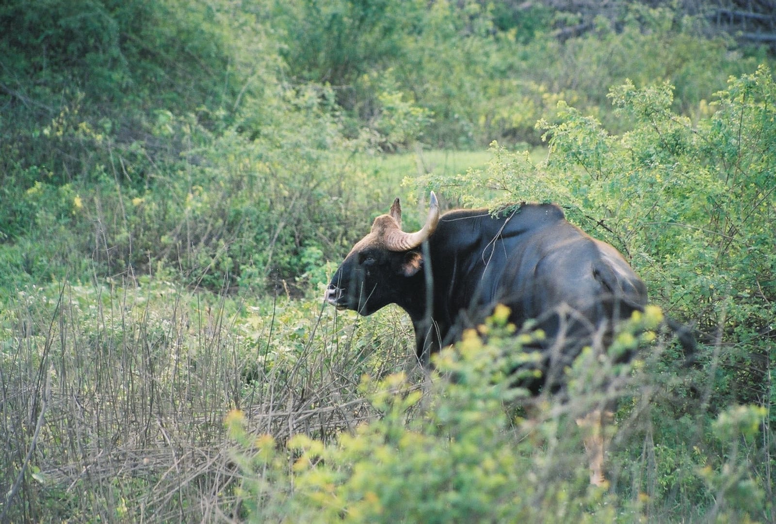 Bhadra wildlife safari