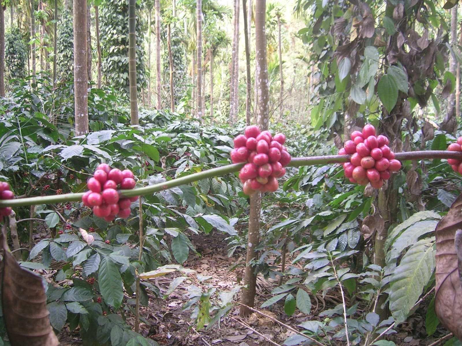 A day on the coffee harvest