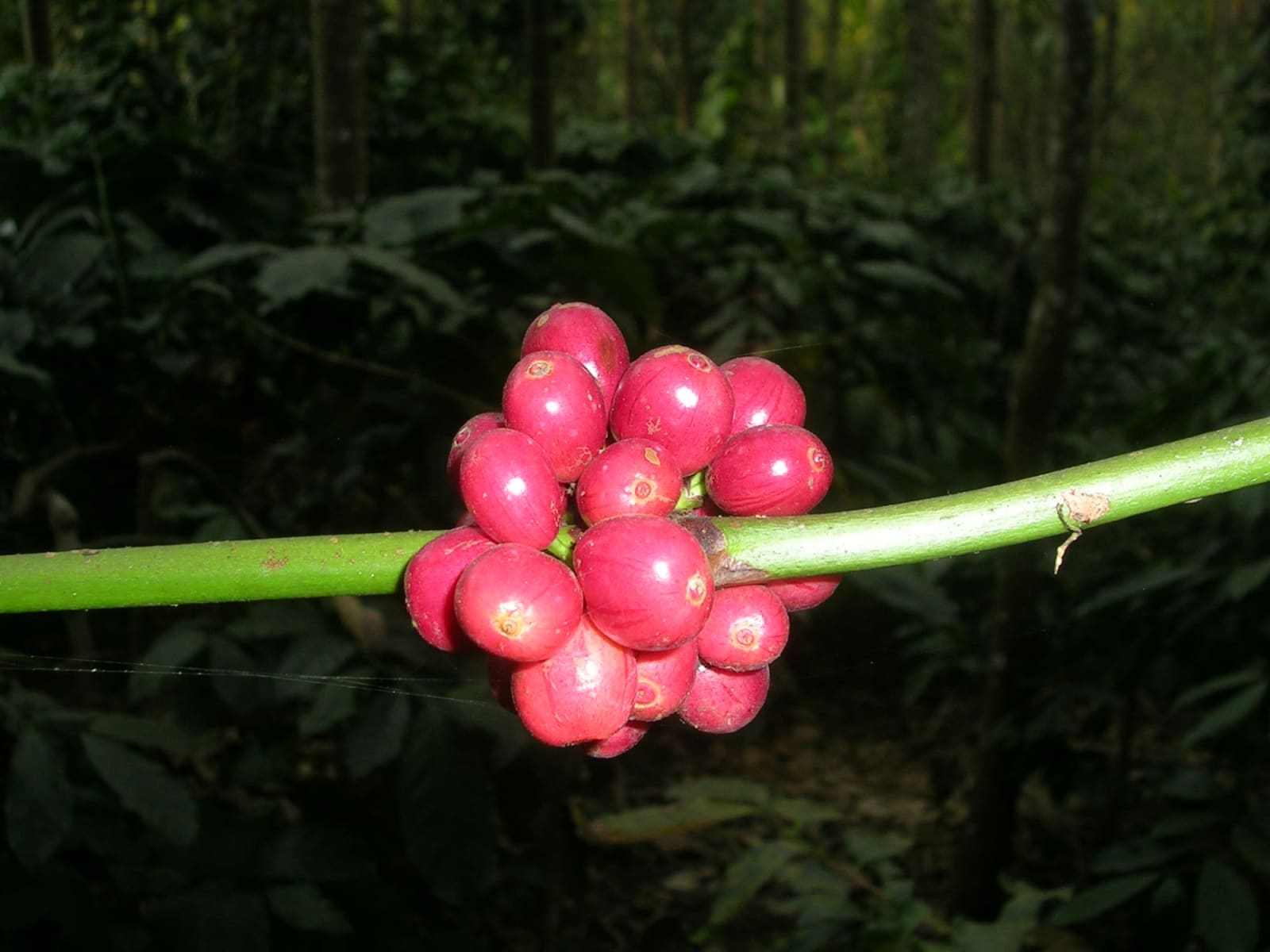 A day on the coffee harvest — photo 2