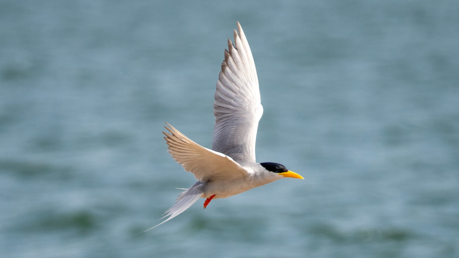 Birding the Bhadra backwaters