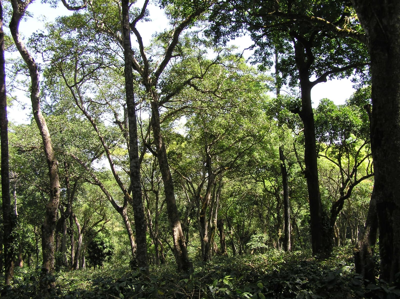 Coffee estate walk and cupping — photo 2 of 3
