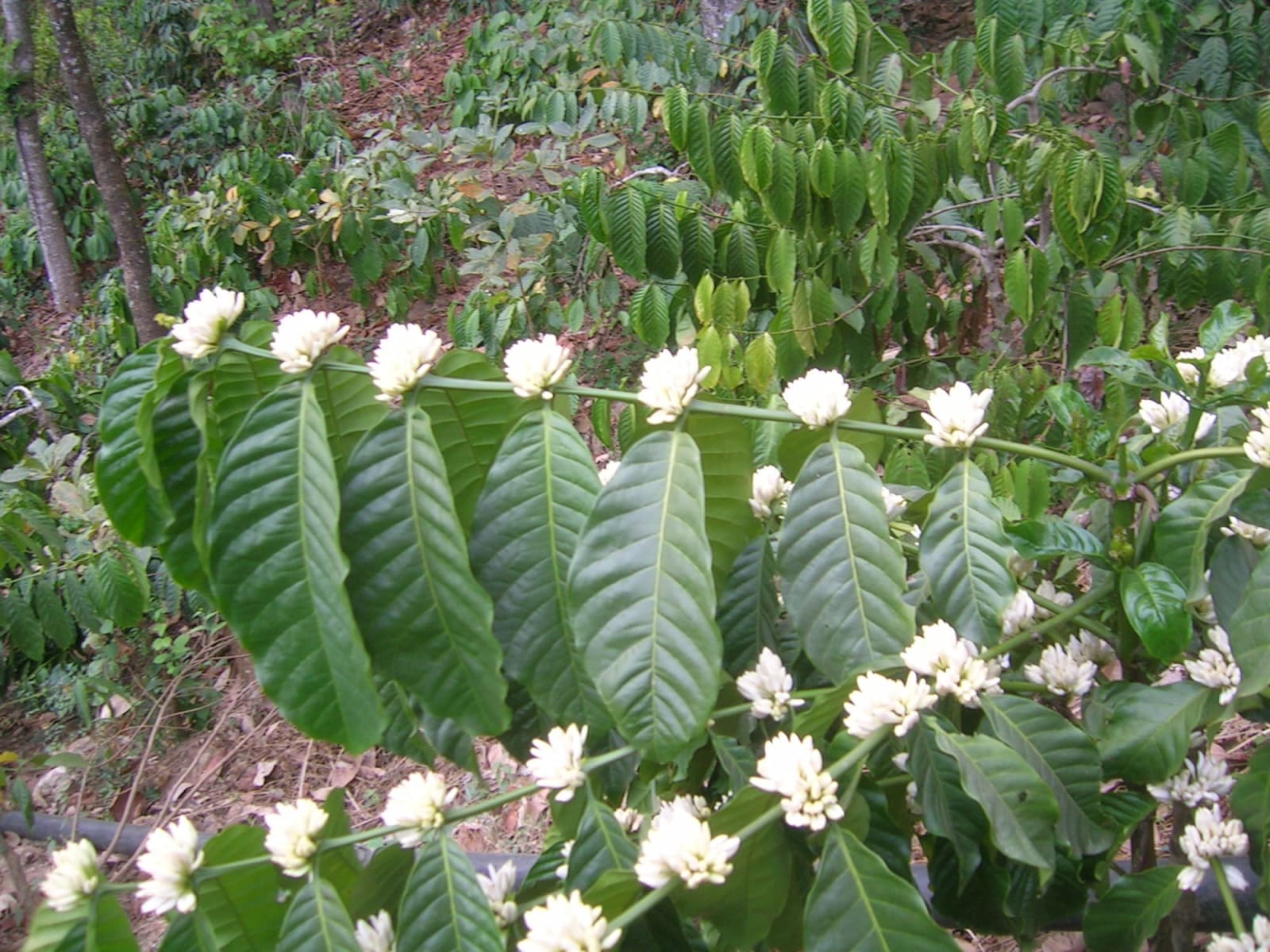 Coffee estate walk and cupping — photo 3 of 3