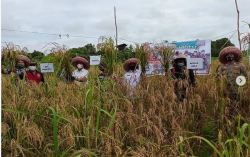 Koramil 1015-16/Pbh Panen Padi Bersama Petani