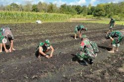 Kodim Palangka Raya Buka Lahan Demplot Tanaman Jagung