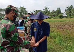 Bentuk Kemanunggalan TNI , Kodim 1015/Sampit Bantu Panen Padi