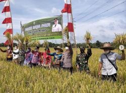 Bentuk Kemanunggalan TNI , Kodim 1015/Sampit Bantu Panen Padi