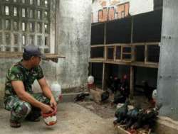 PRAJURIT KREATIF, MANFAATKAN LAHAN SEMPIT JADI PRODUKTIF