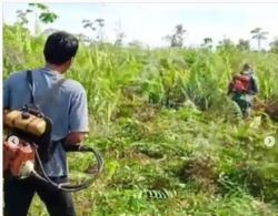 Pembukaan Lahan Pertanian Baru Oleh Babinsa Koramil 1015-09/Baamang Bersama Kelompok Tani