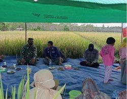 Terik Panas Matahari tak Surutkan Danramil 1015-06/Smd Bantu Petani Panen Padi