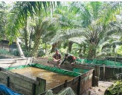 Dukung Ketahanan Pangan, Sertu Aswandi Lakuakan Pendampingan Kepada Peternak Lele