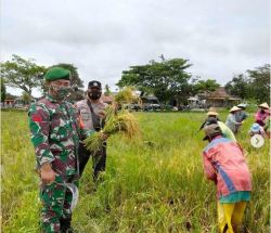Bantu Ketahanan Pangan, Koramil 1013-03/Teweh Tengah Bantu Petani Panen Padi