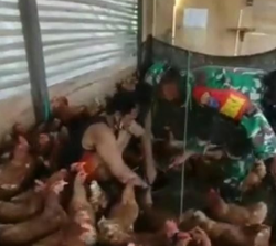 Babinsa Koramil 1015-13/Mentaya Hulu Komsos Dengan Peternak Ayam Petelur Di Wilayah Binaan