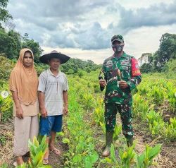 Babinsa Koramil 1015-11/Cempaga Dampingi Pembudidayaan Tanaman Herbal