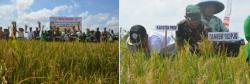 DANREM 102/PJG, PANEN BERSAMA DI LAHAN HASIL CETAK SAWAH TAHUN 2017