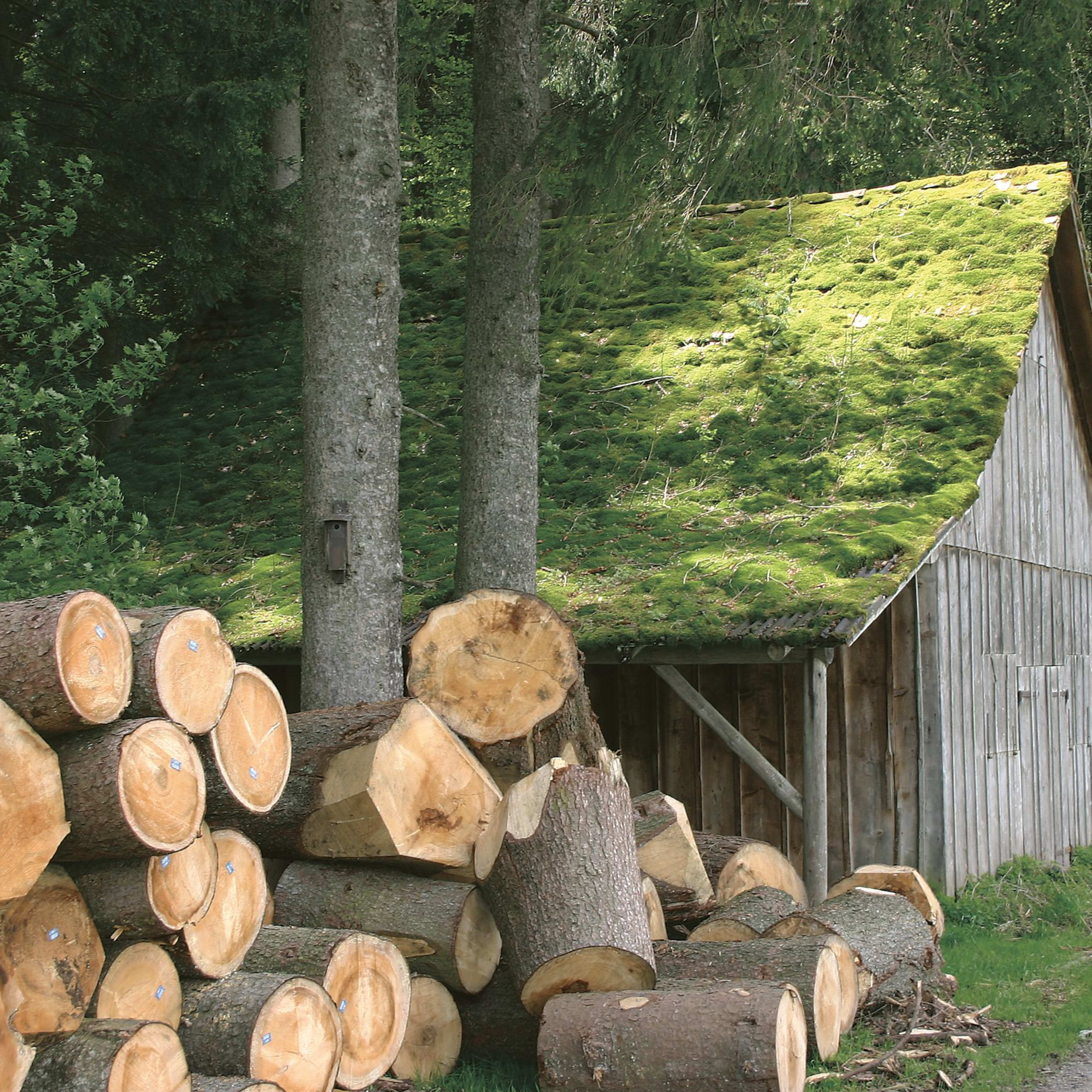 Bild einer Scheune im Wald mit vielen Holzstämmen