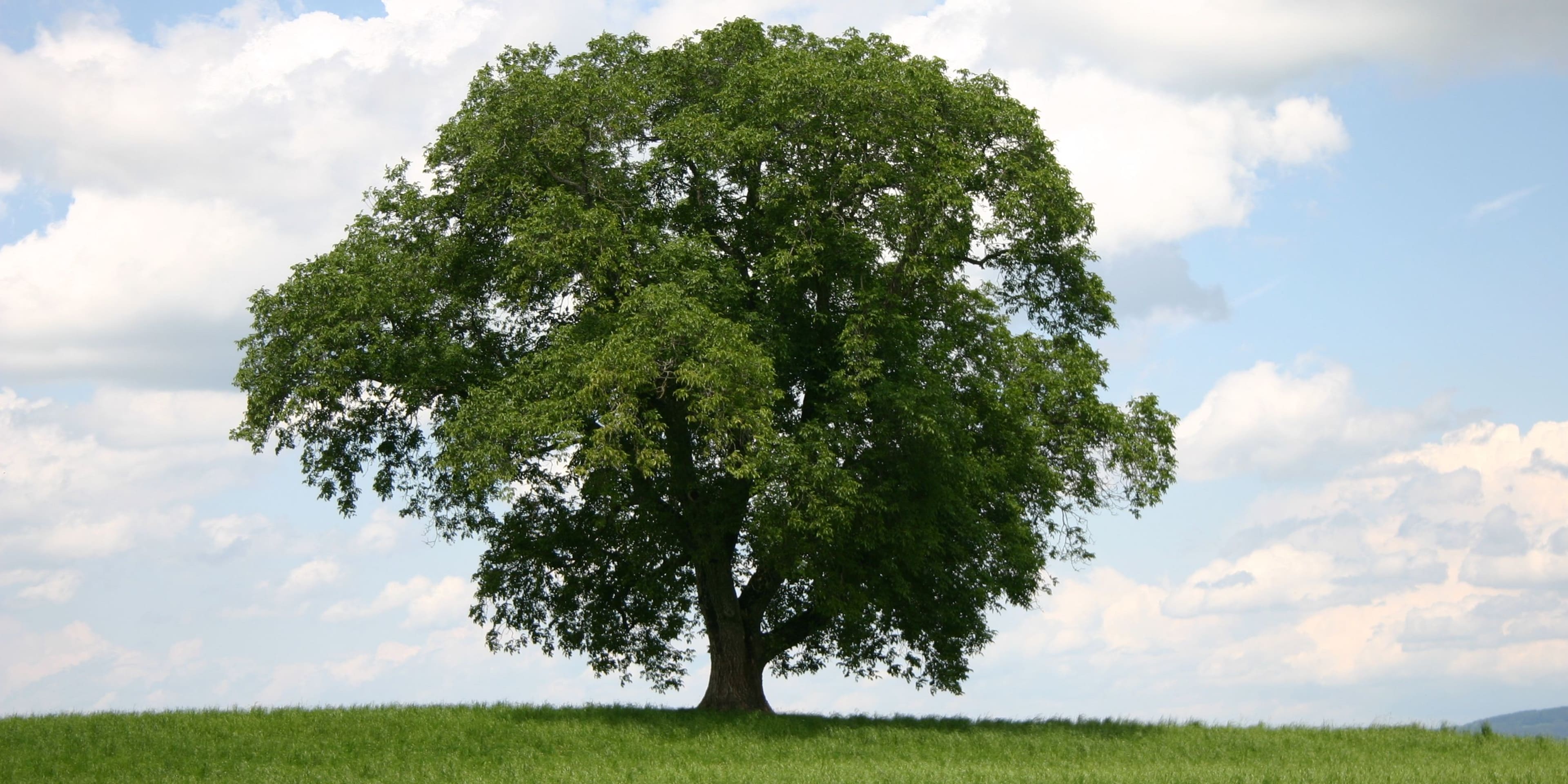 Landschaftsfoto innerhalb der Korporation Wollerau mit einem prächtigen Baum 
