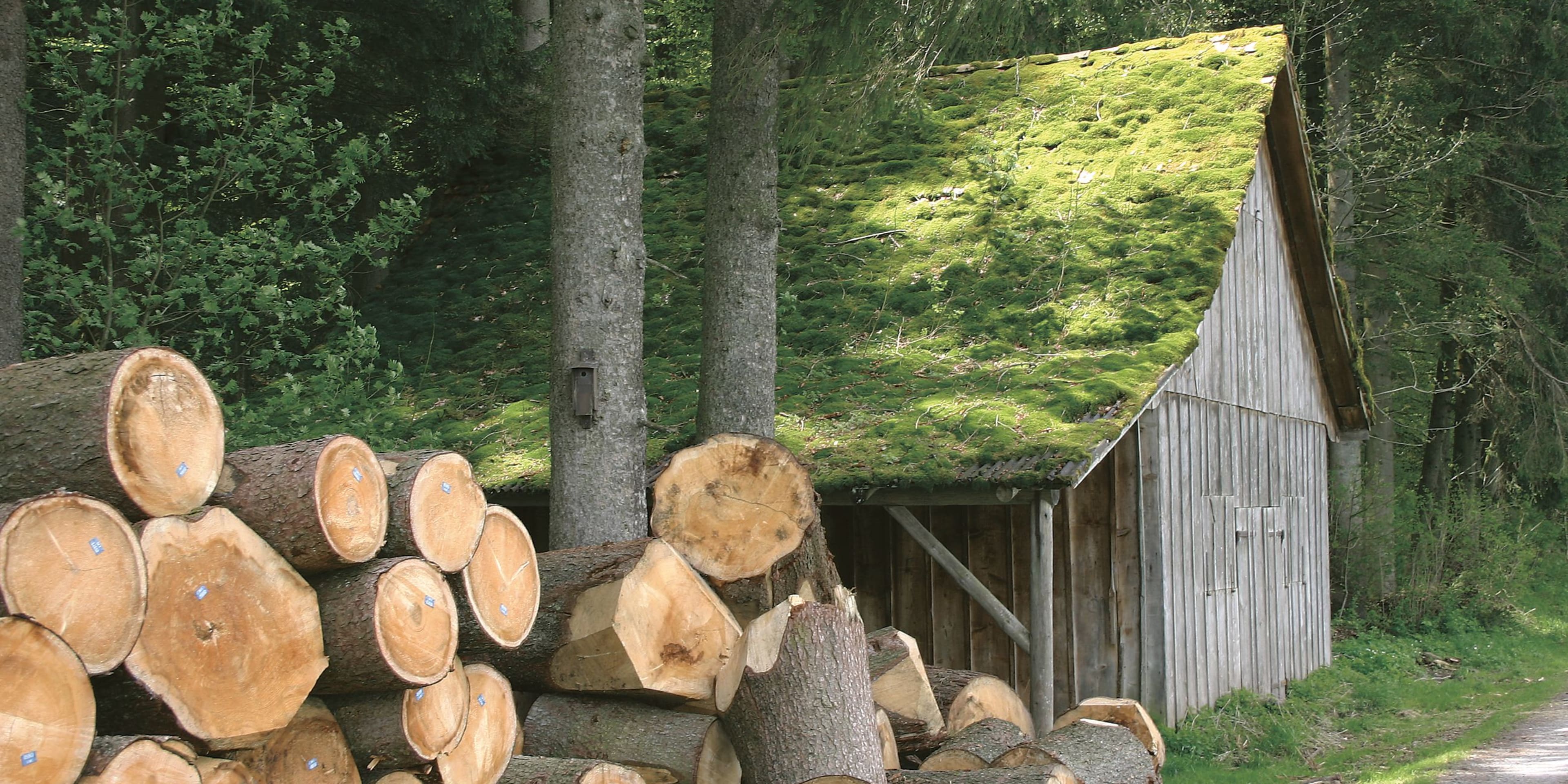 Bild einer Scheune im Wald mit vielen Holzstämmen