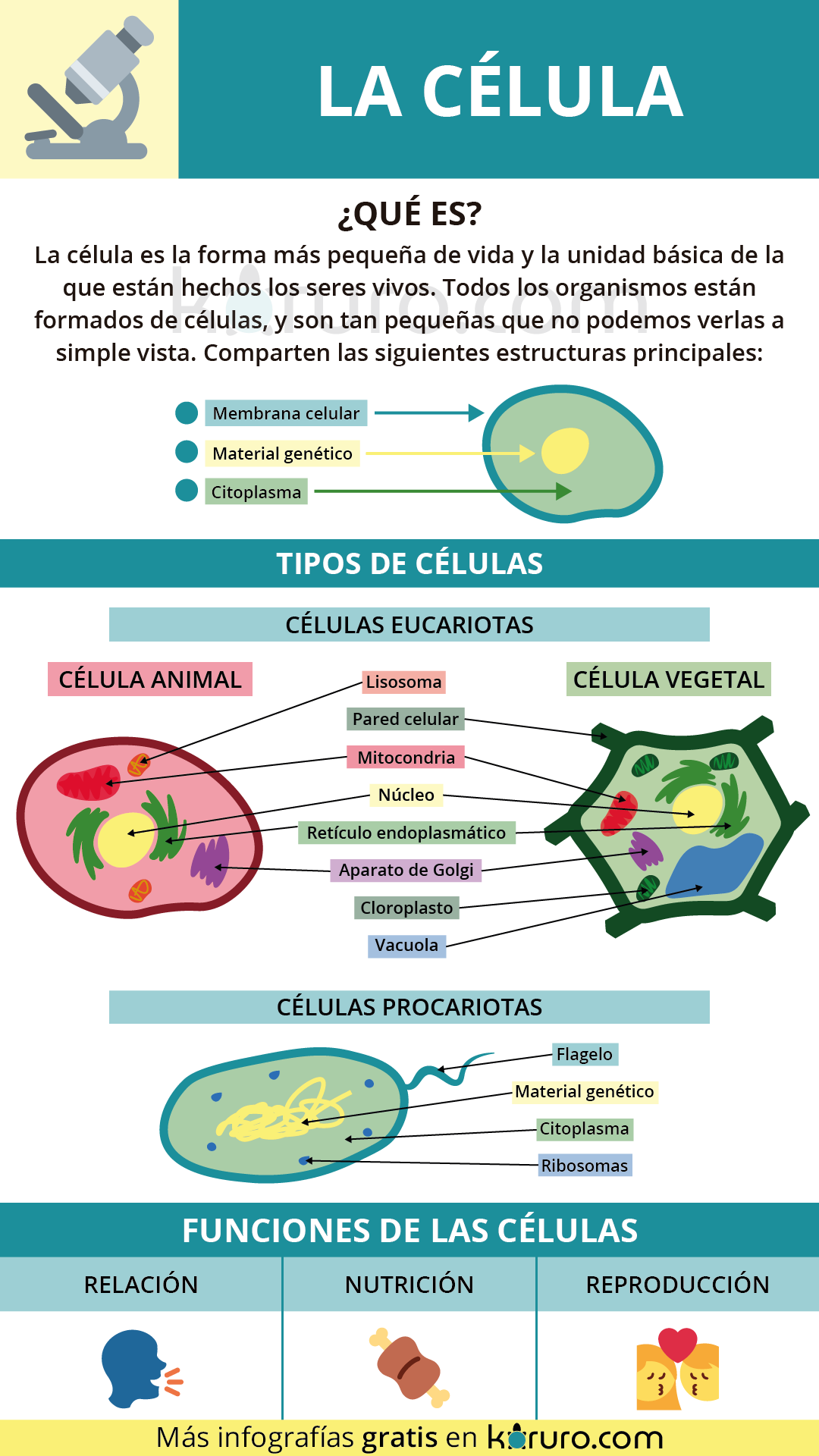 tipos de celulas