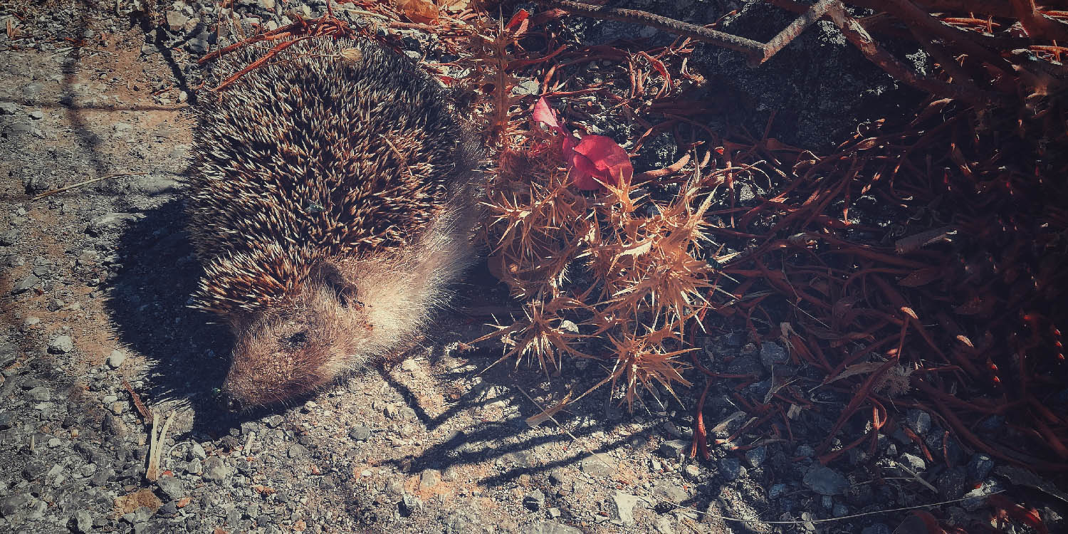 Εικόνα για το πρότζεκτ 'Η Εξαφάνιση' του Πολυπράγμων Καλλιτέχνη Κώστα Γκόγκα