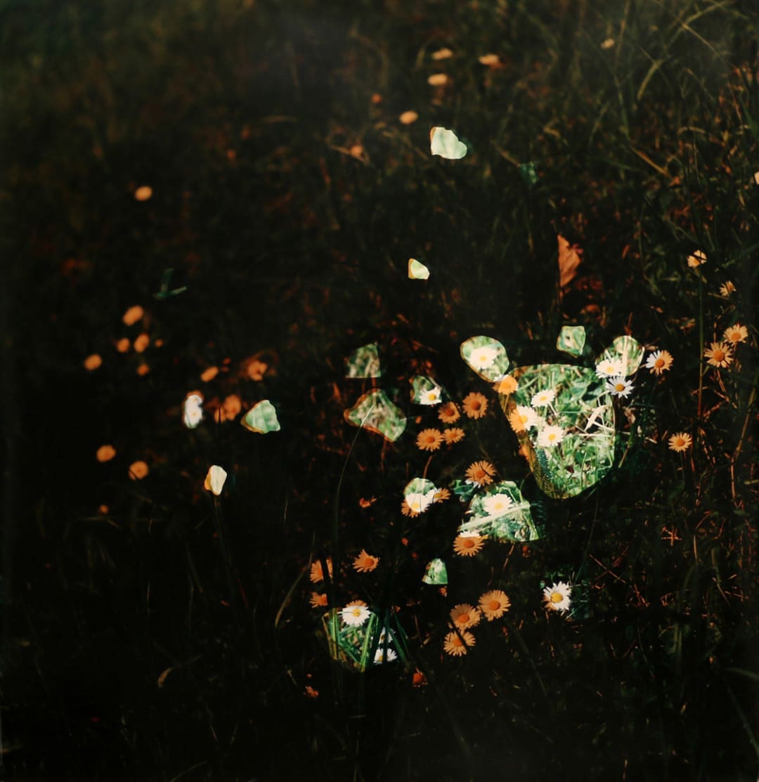 Daisies In WWI Trench 2, 2014, edition 1/1
