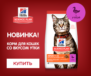 Новый образ с уткой