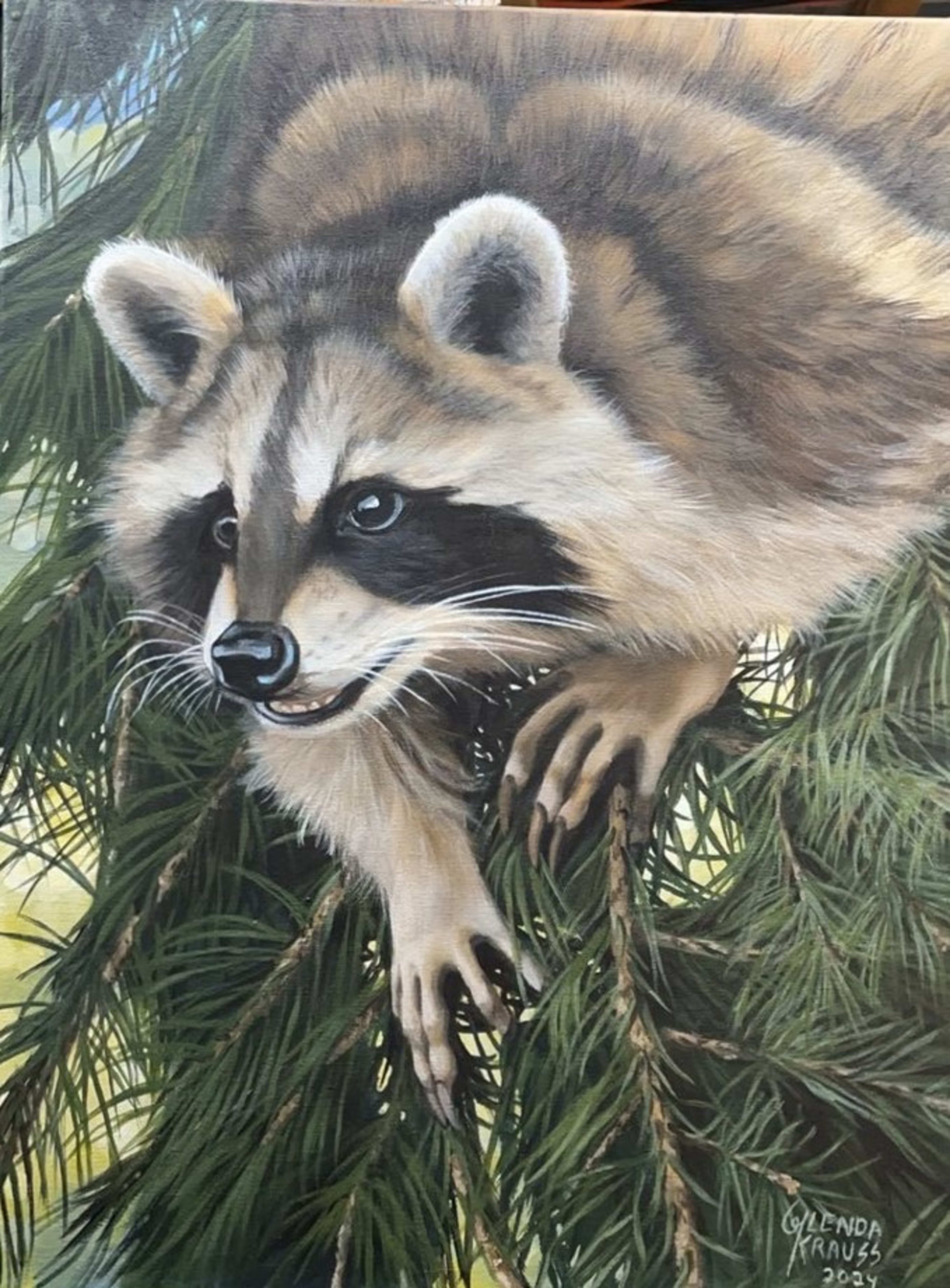 Racoon