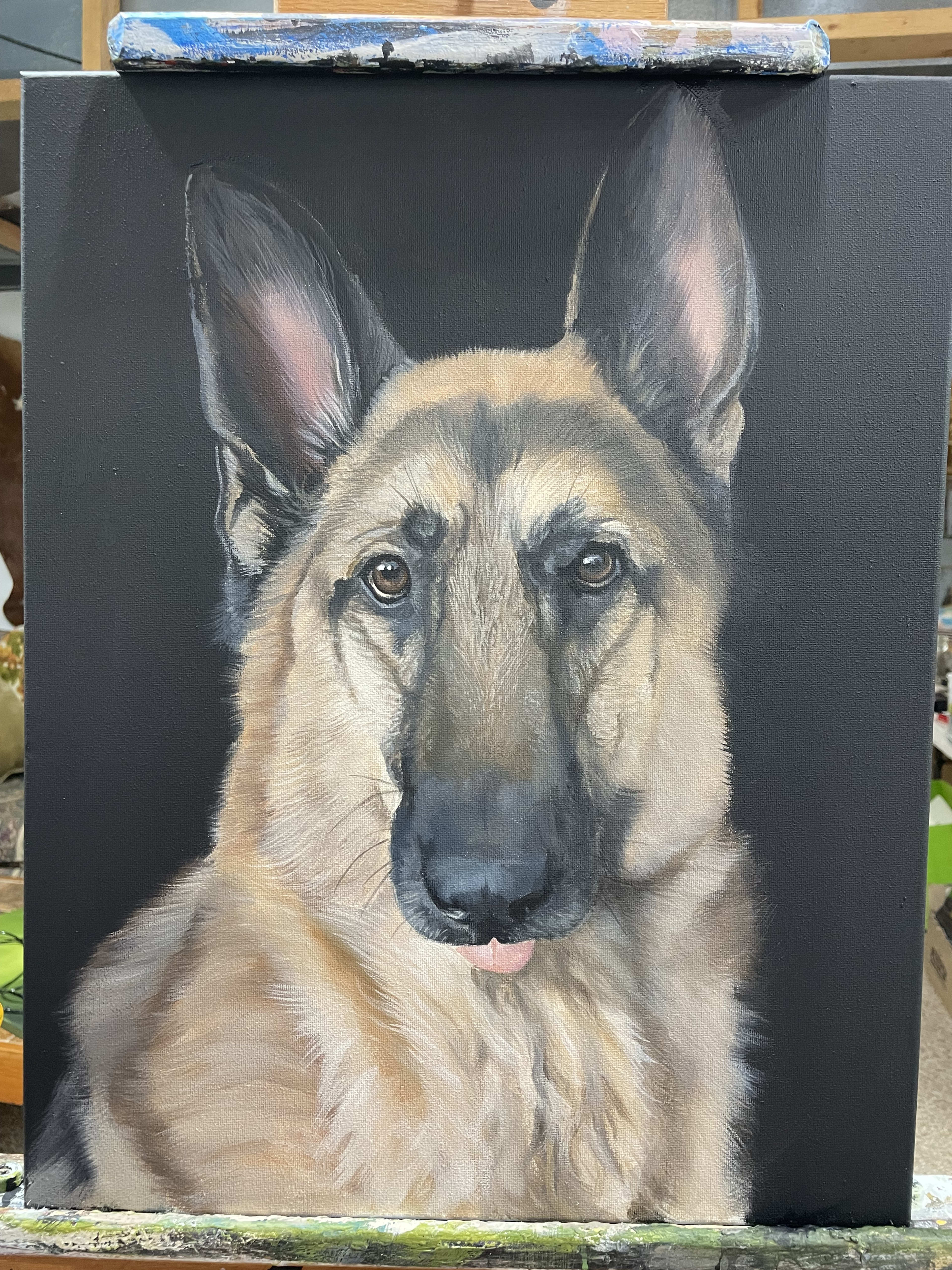 German Shephard