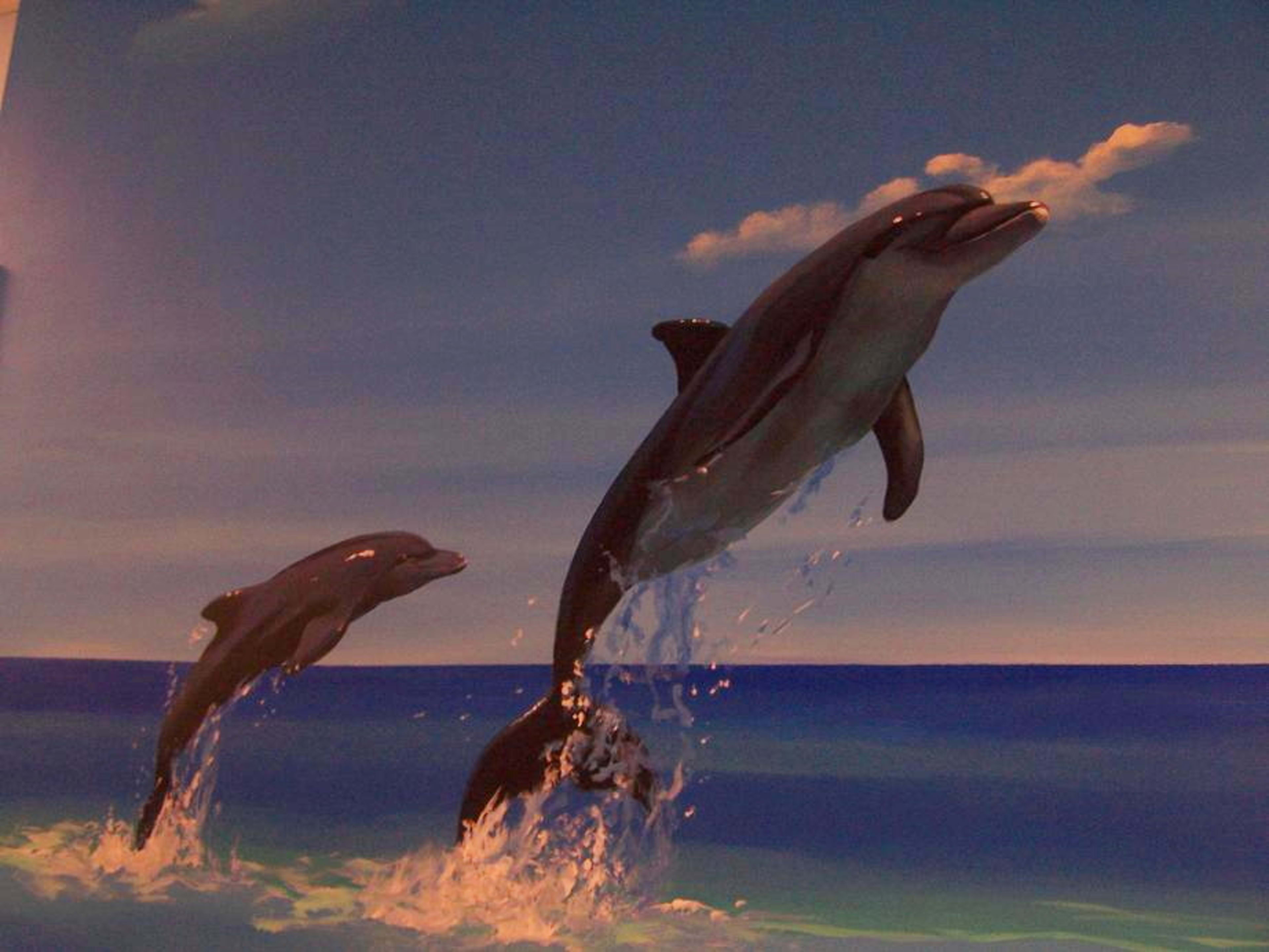 Dolphin Jump