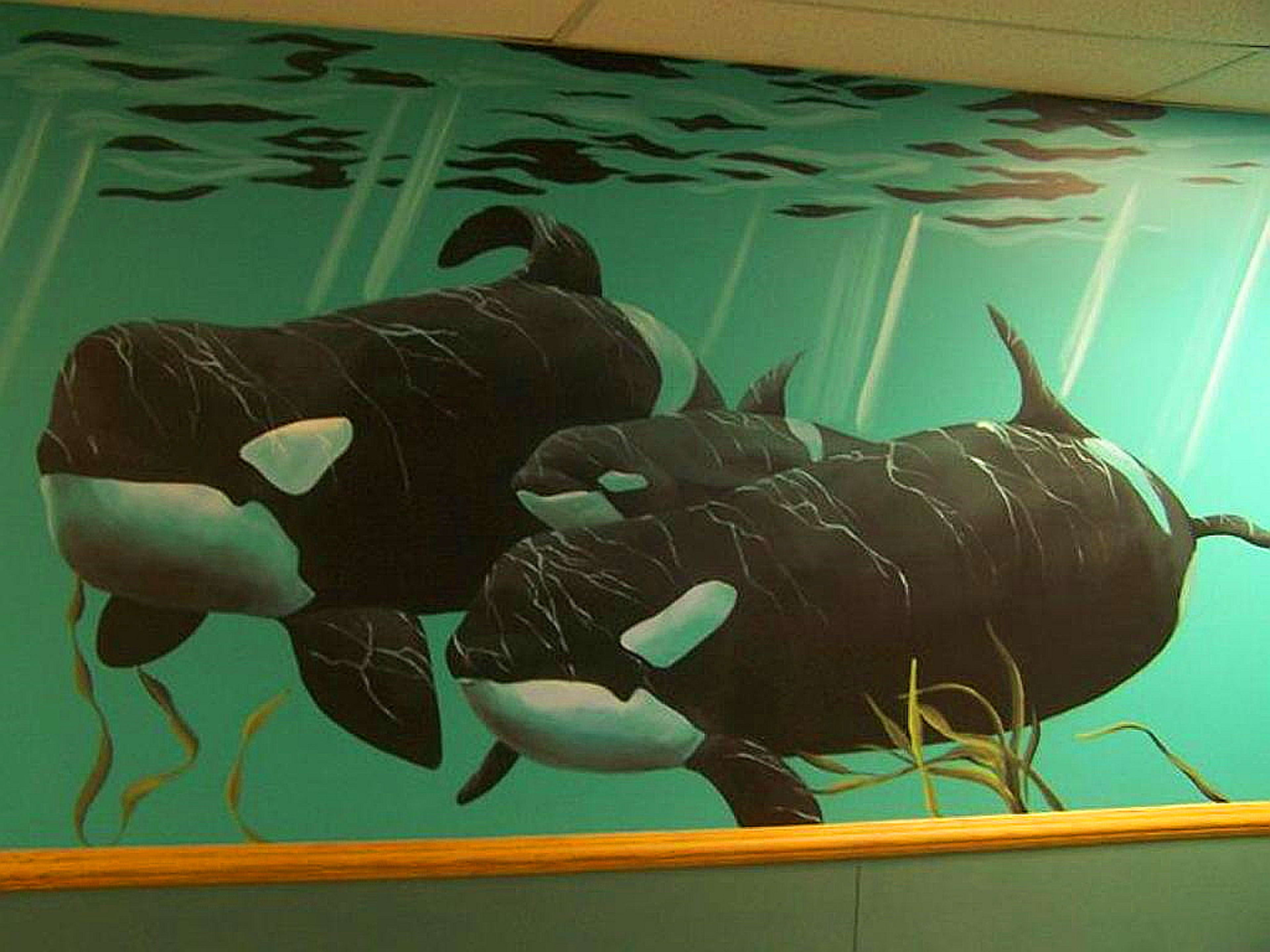 Orca Family