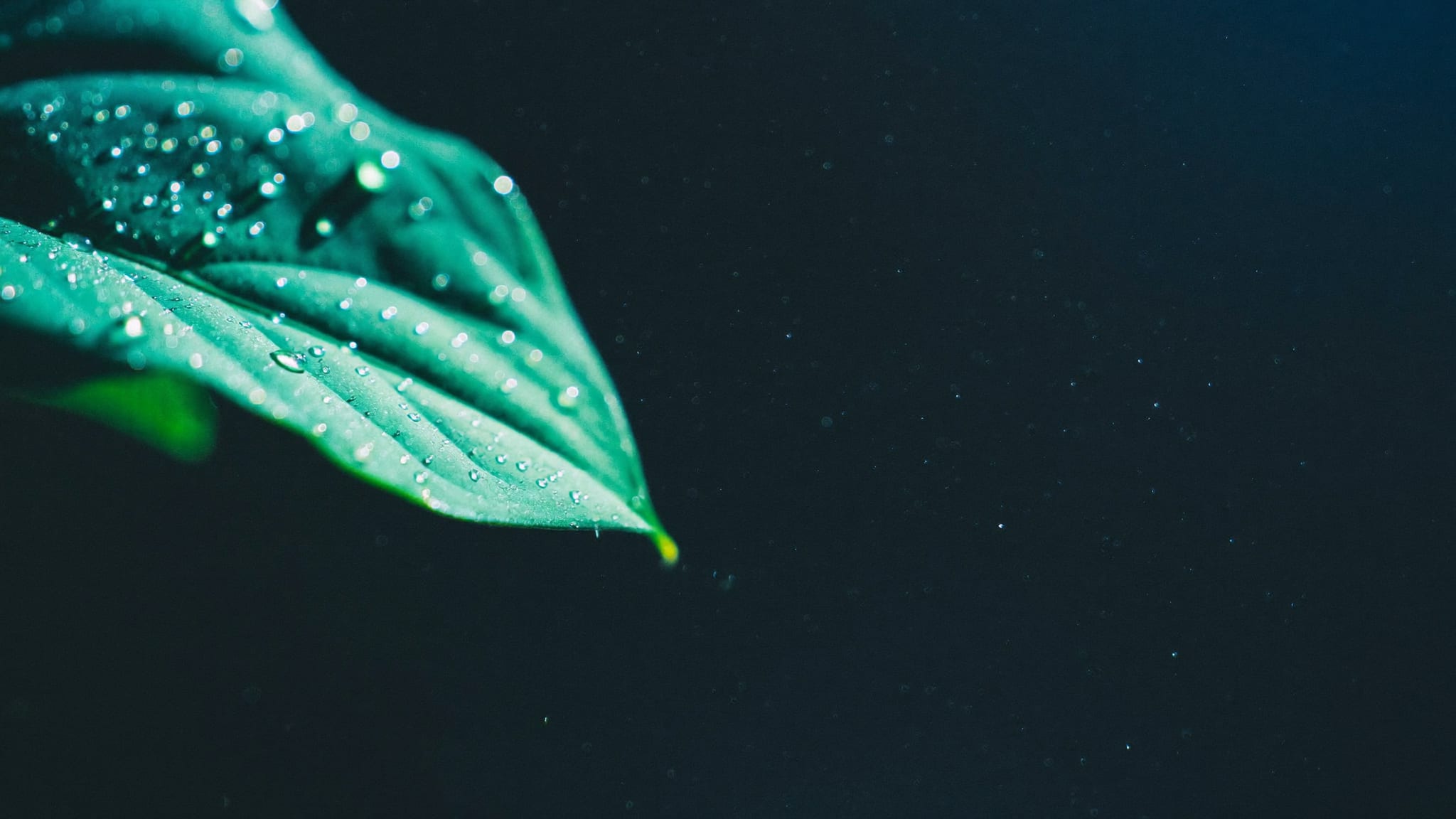 Macro di una foglia con gocce di rugiada all'alba