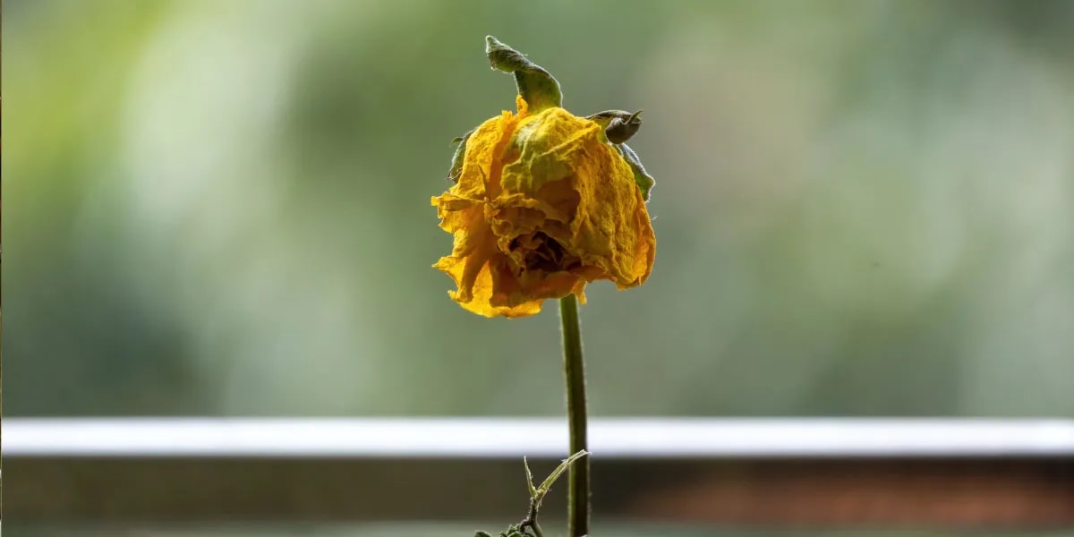 100 gelbe Rosen kamen, als mein Mann verreist war – doch drei versteckte Zeichen enthüllten ein jahrzehntealtes Geheimnis
