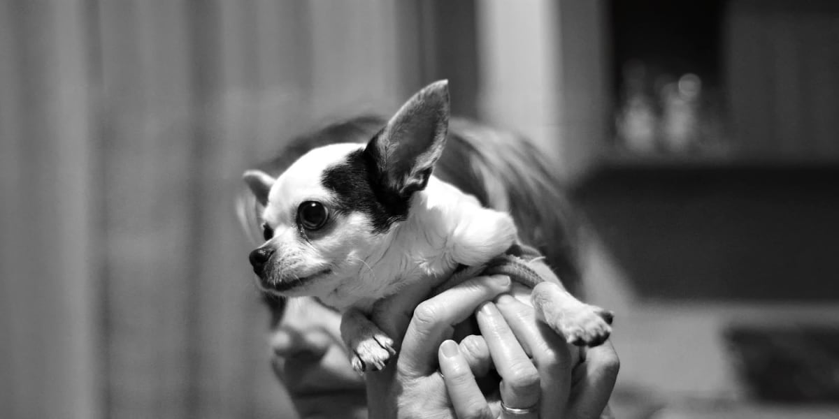 Ein Café-Besitzer warf mich und meinen alten Chihuahua aus seinem „hundefreundlichen" Café raus, weil ich nur Kaffee bestellte – dann kam ein Fremder herein und stellte ihm eine Frage, die ihn erblassen ließ