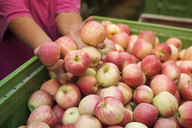 My Neighbor Took the Entire Harvest from My Garden – Instead of Screaming, I Did Something Better to Teach Her a Lesson