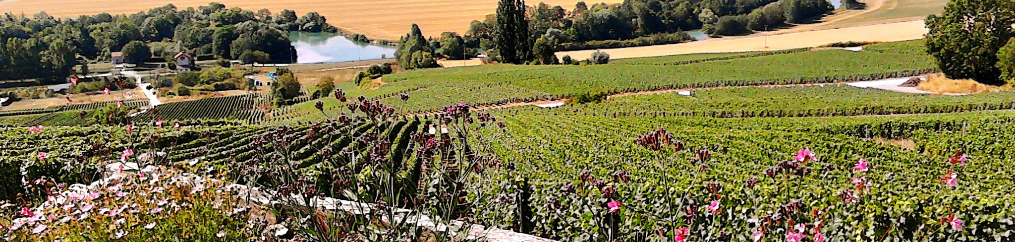 View on river Marne and champagne vineyard