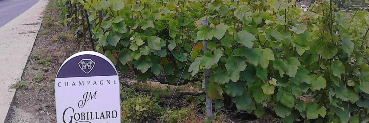 Champagne vineyard