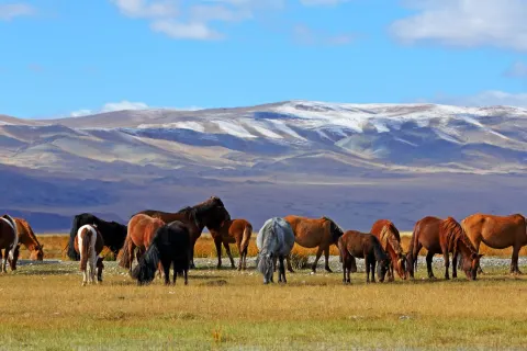Ulan Bator & Grasland