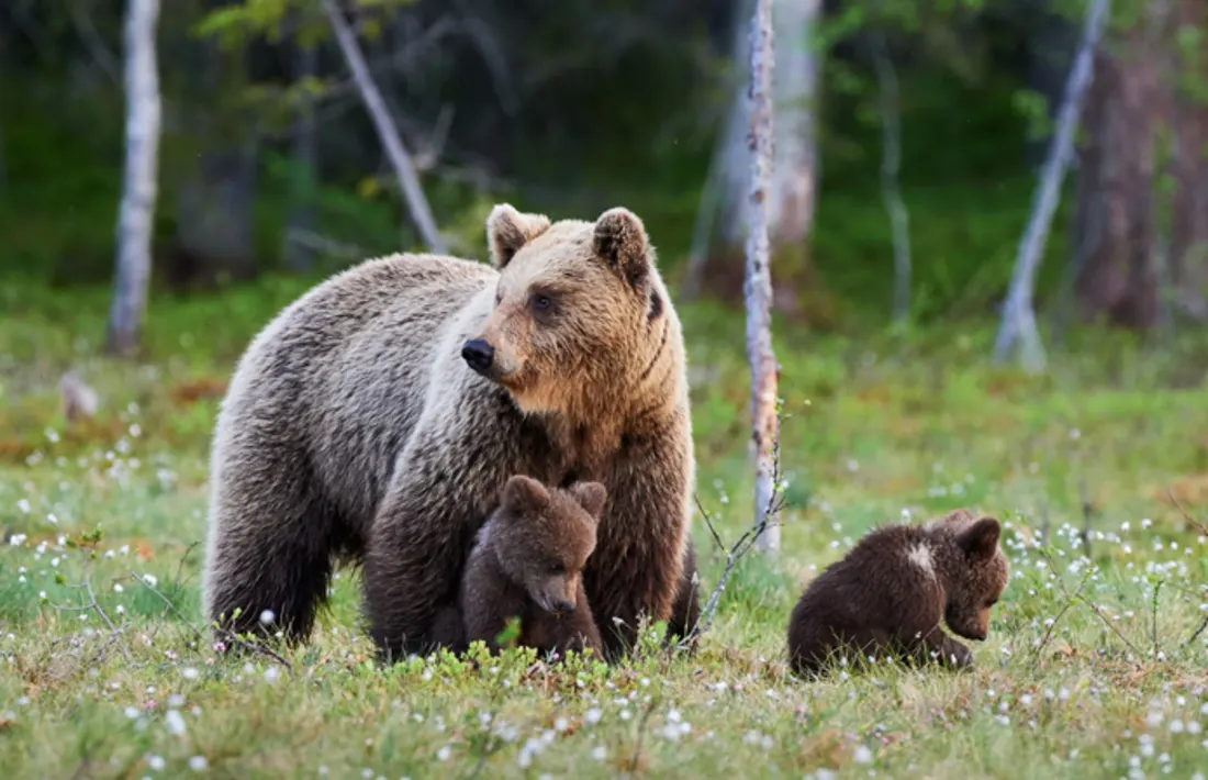 Mutterbrauner Bär