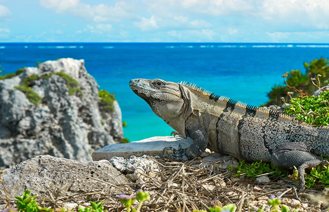 Guadeloupe, Karibik