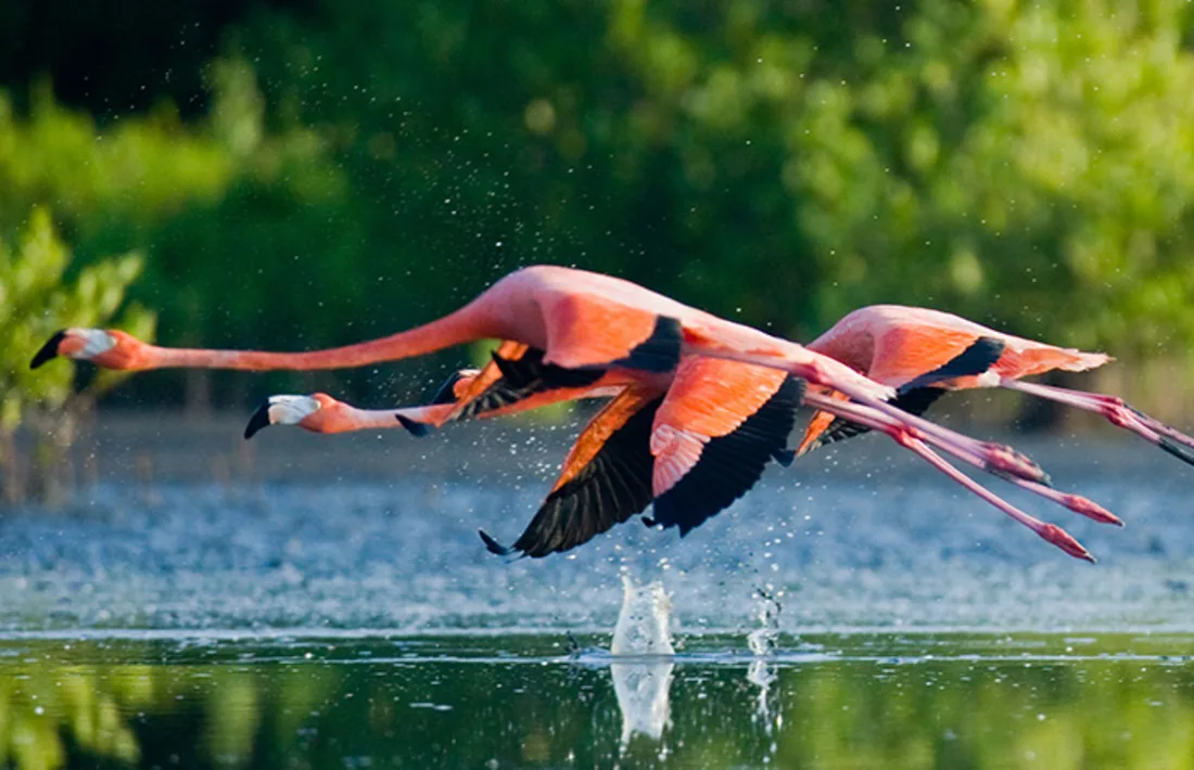 Karibische Flamingos, die mit Reflexion über Wasser fliegen. Kuba. Eine ausgezeichnete Illustration.