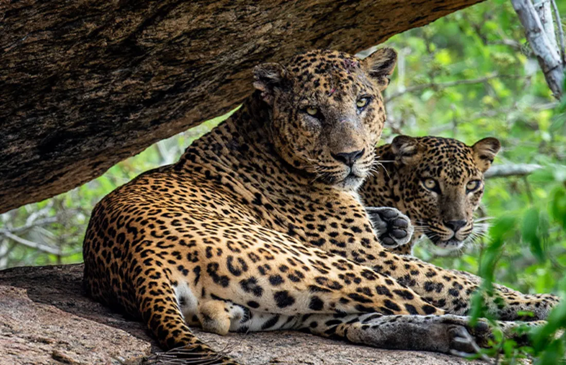 Jaguar, Wildlife, Brasilien