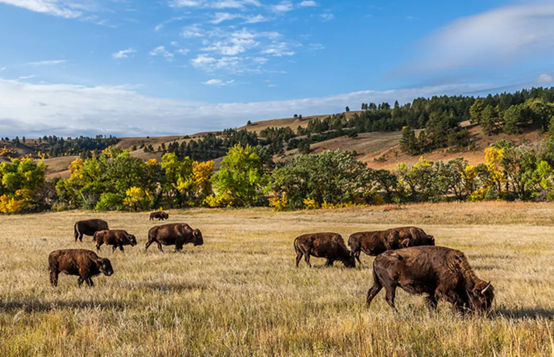 Custer State Nationalpark