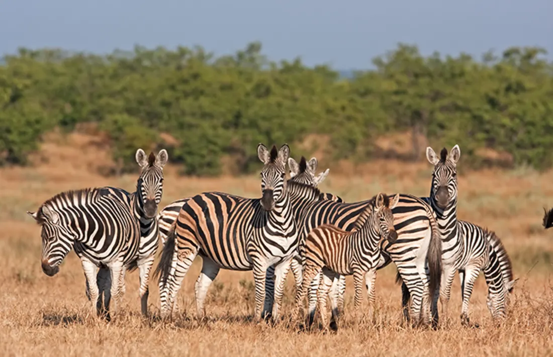 Zebras im Krüger Nationalpark