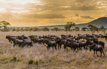 Serengeti, Tansania/Sansibar