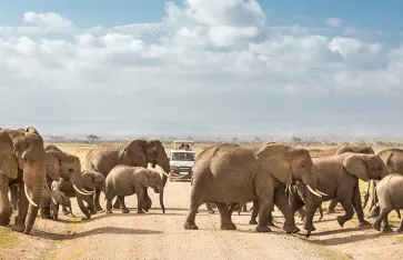 Safari, Kenia