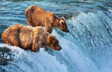 Wildlife, Alaska